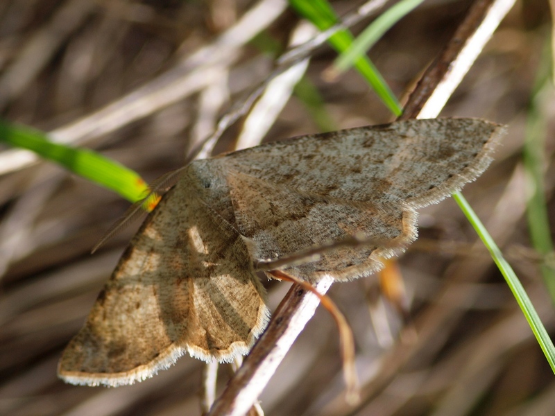 Altra Geometridae